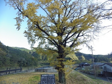 IMGP6144沿道修景指定樹木.JPG